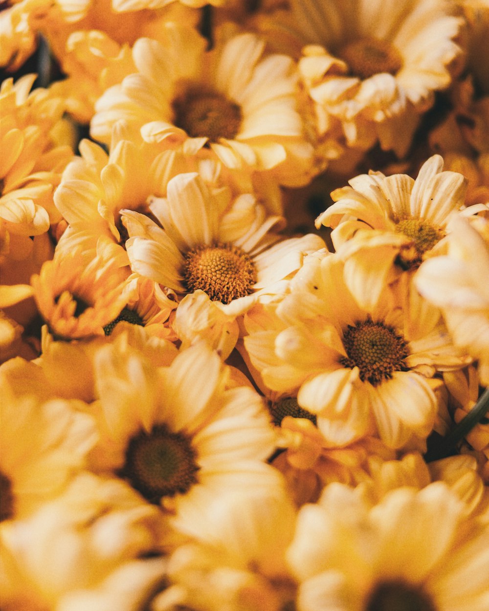 orange petaled flowers selective focus photo