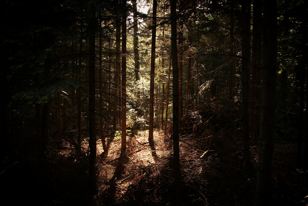 floresta com luz solar