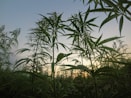green cannabis plants during daytime
