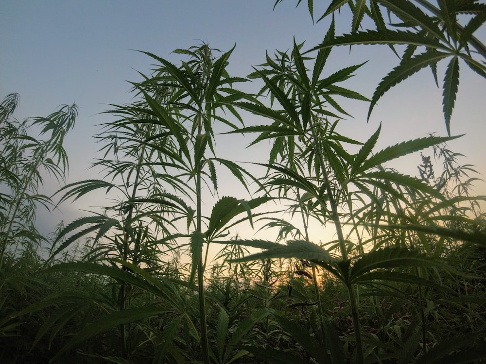 日中の緑の大麻植物
