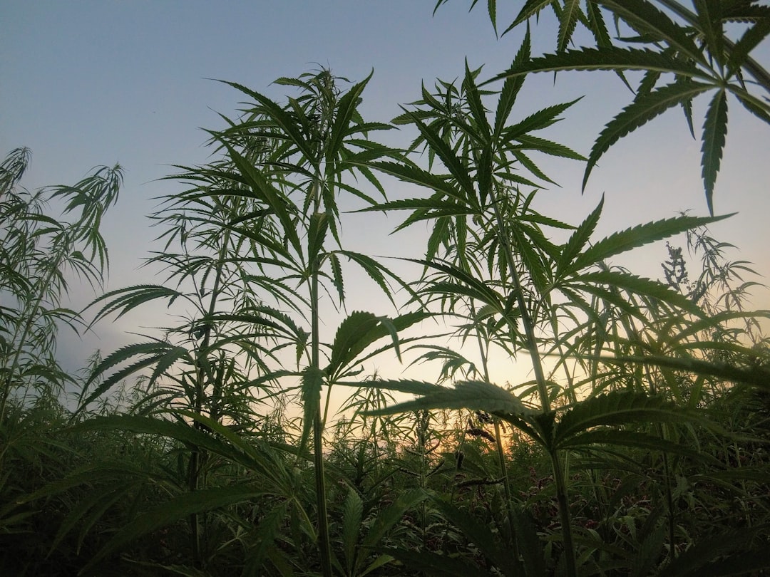 High Anxiety: Exploring Thailand's Hazy Cannabis Laws for Travelers… — High Anxiety