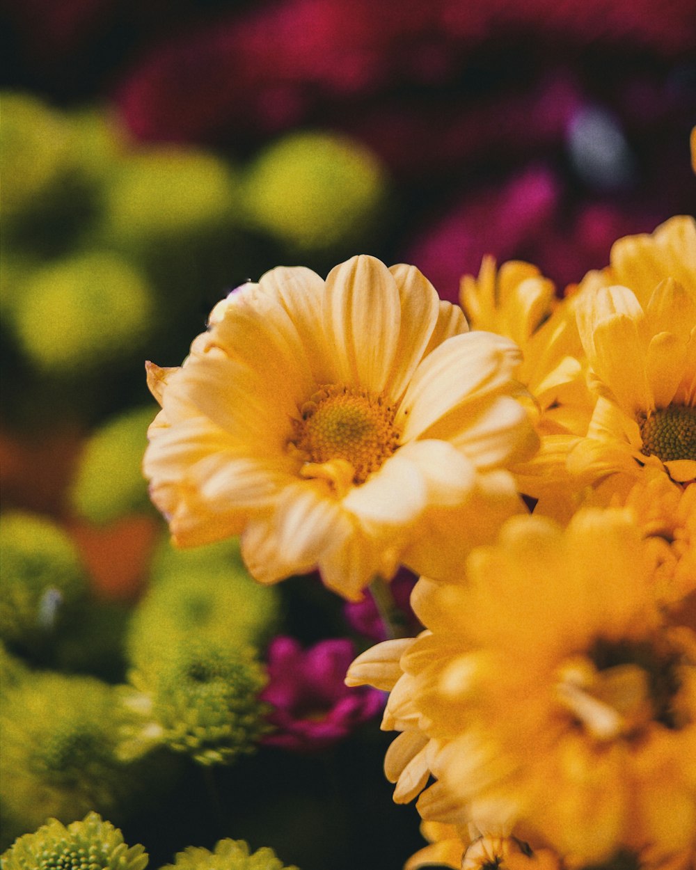 yellow petaled flower