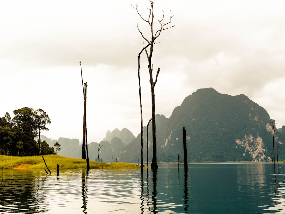 brown tree trunks surrounded with body of water with view of green mountains photo