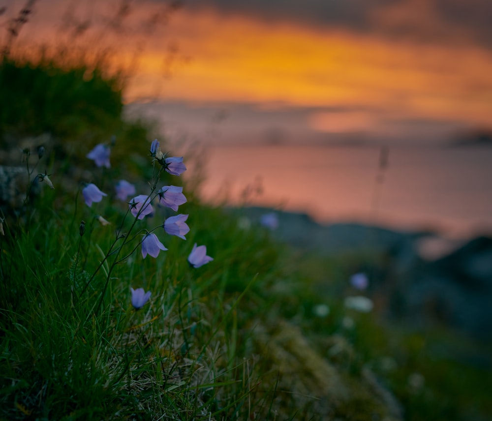 Selektive Fokusfotografie von violetten Blütenblättern