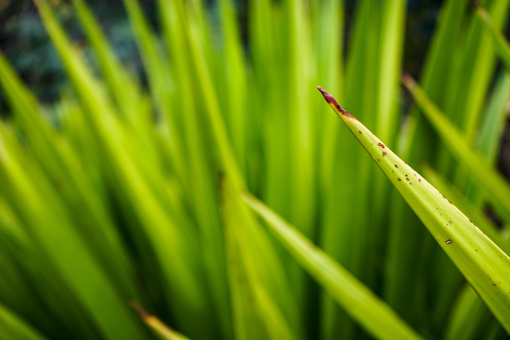 Césped verde al aire libre