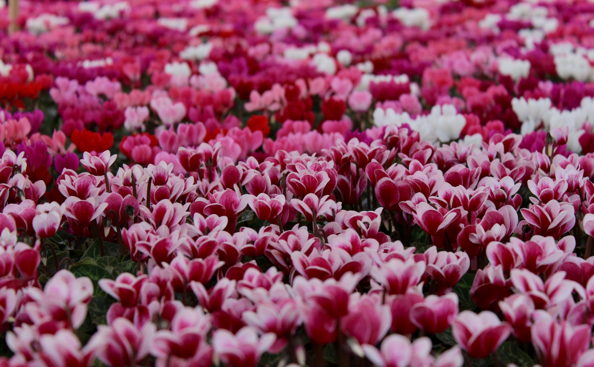 pink and white broad petaled flower