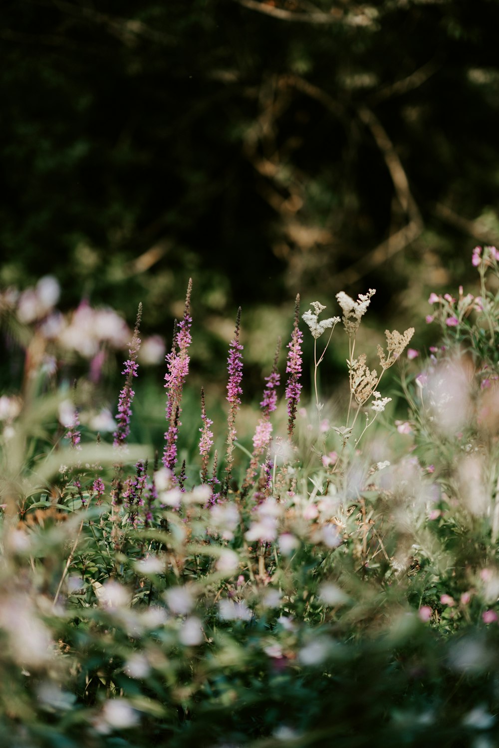 Lila Lavendelblüten