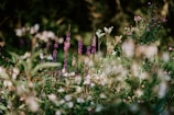 shallow focus photography of white flowers