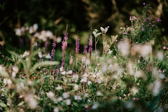 shallow focus photography of white flowers