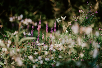 shallow focus photography of white flowers