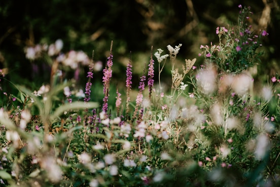 shallow focus photography of white flowers