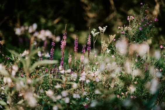 shallow focus photography of white flowers