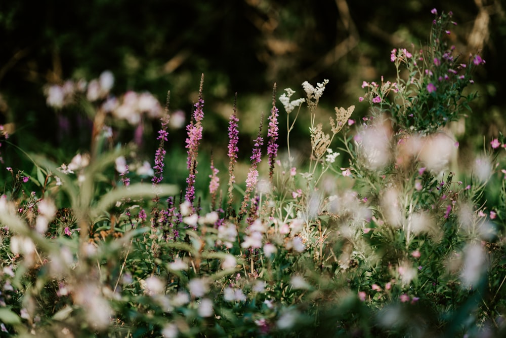 fotografia a fuoco superficiale di fiori bianchi