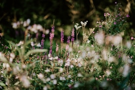 A lush and vibrant garden scene filled with various wildflowers, predominantly in shades of purple and white. The flowers are surrounded by green foliage, with a soft, blurred background that suggests a peaceful natural setting.