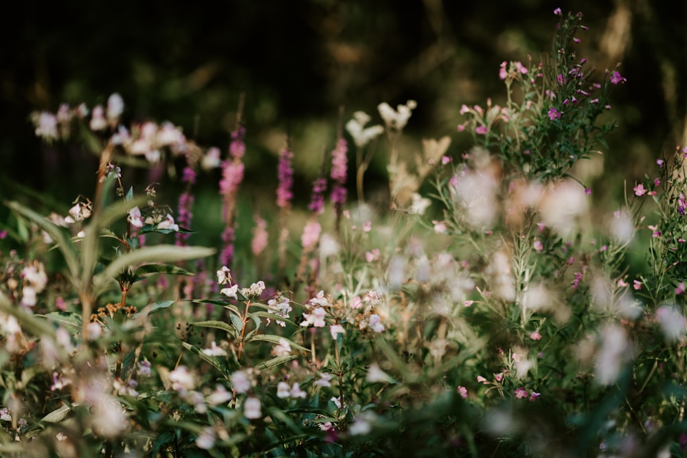 white and purple flower fields