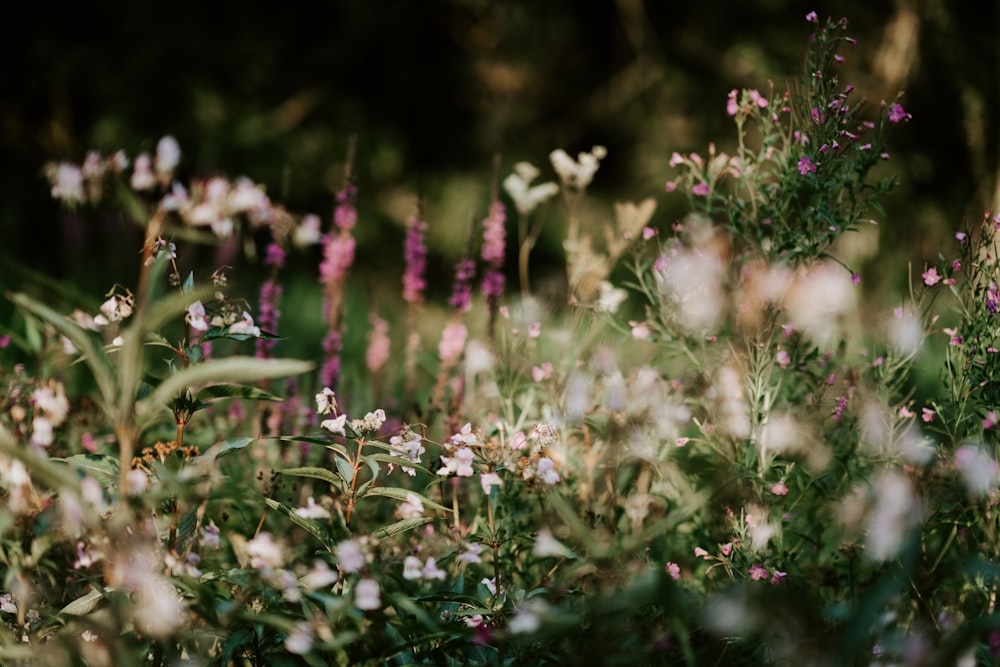 Campos de flores blancas y moradas