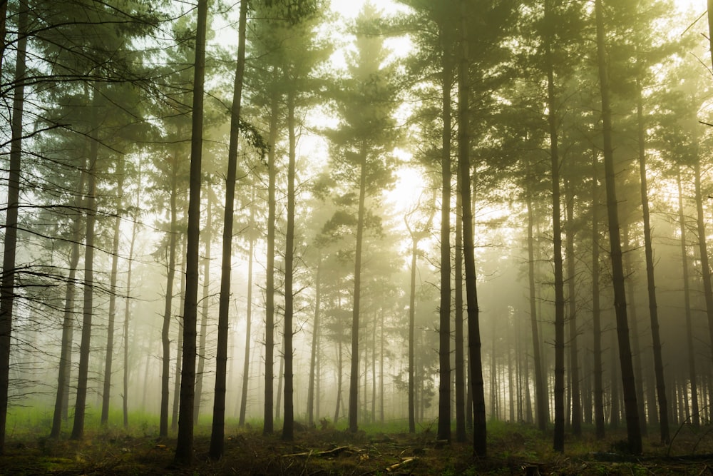 green trees on foggy forest