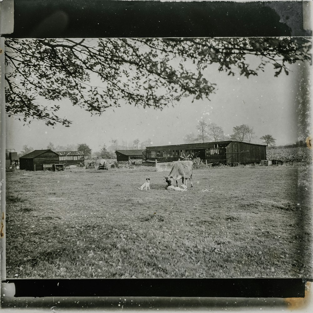 grayscale photo of horse on the field