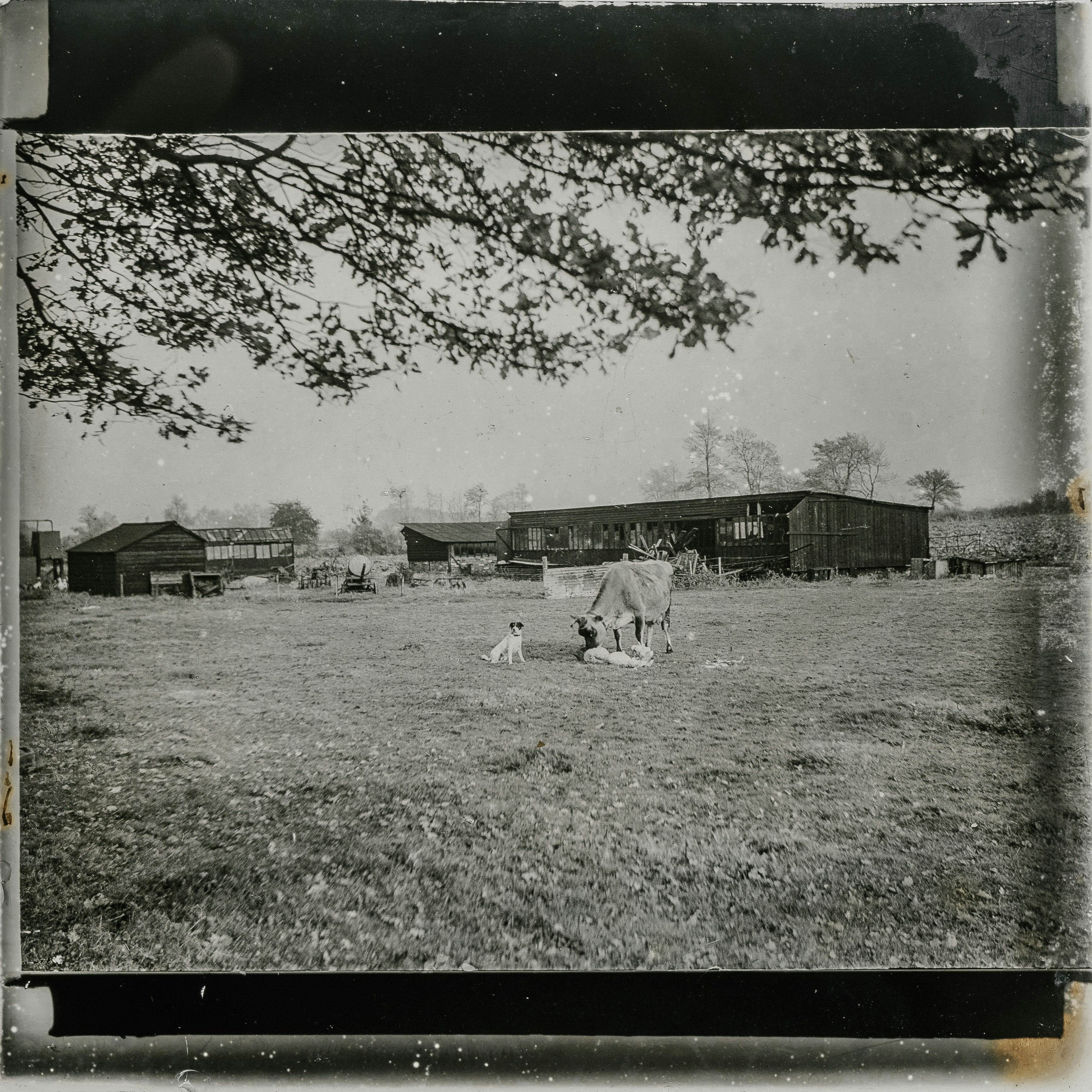 grayscale photo of horse on the field