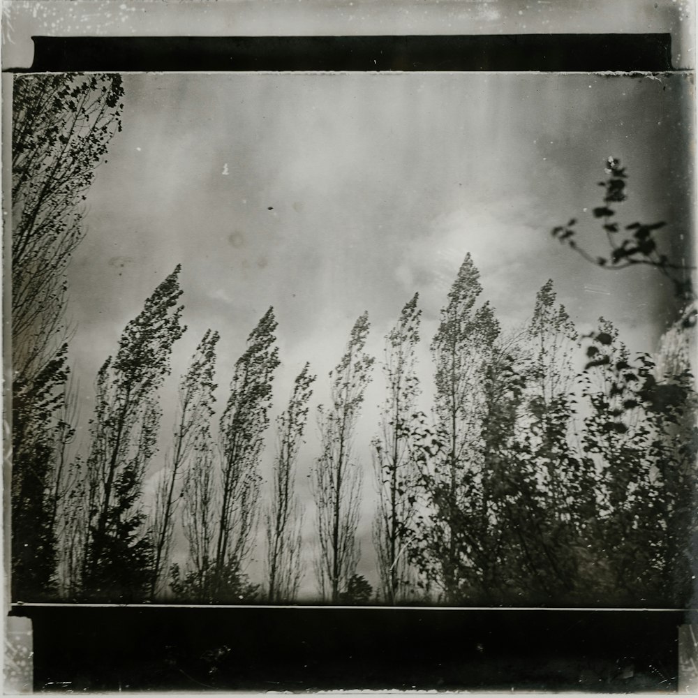 foto in scala di grigi di alberi che dipingono