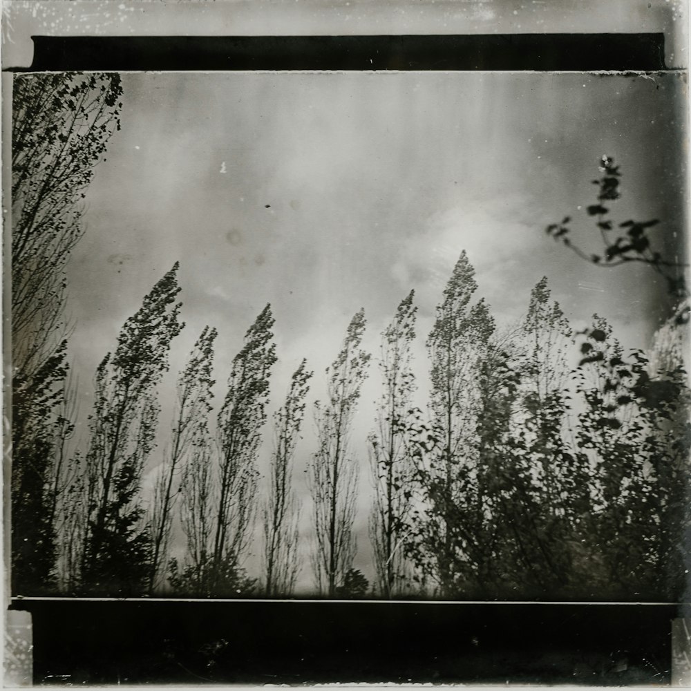 grayscale photos of trees painting