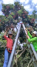Local farmers harvesting lychee fruits under the bright Malagasy sun.