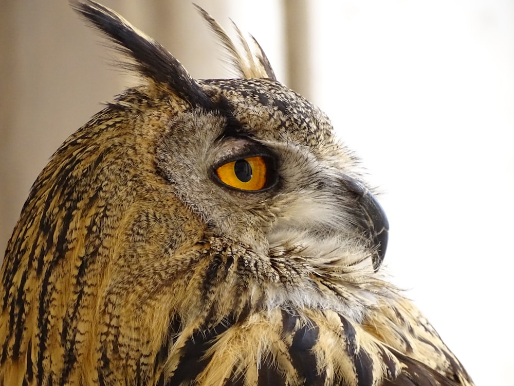 shallow focus photography of brown owl