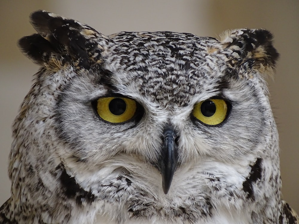 white and black owl