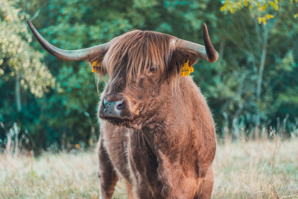 brown cattle