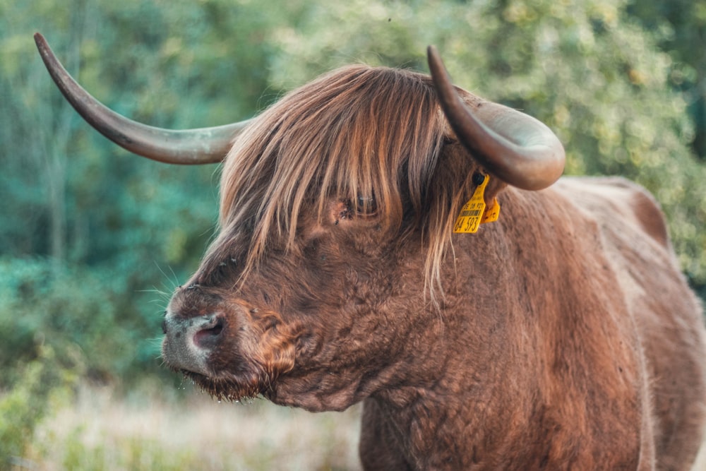 brown cattle near tree