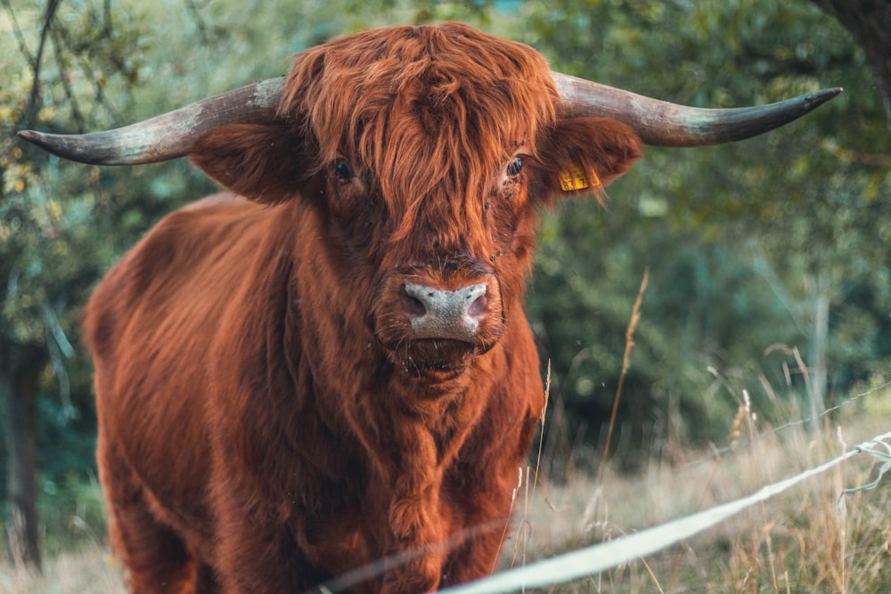 brown bull