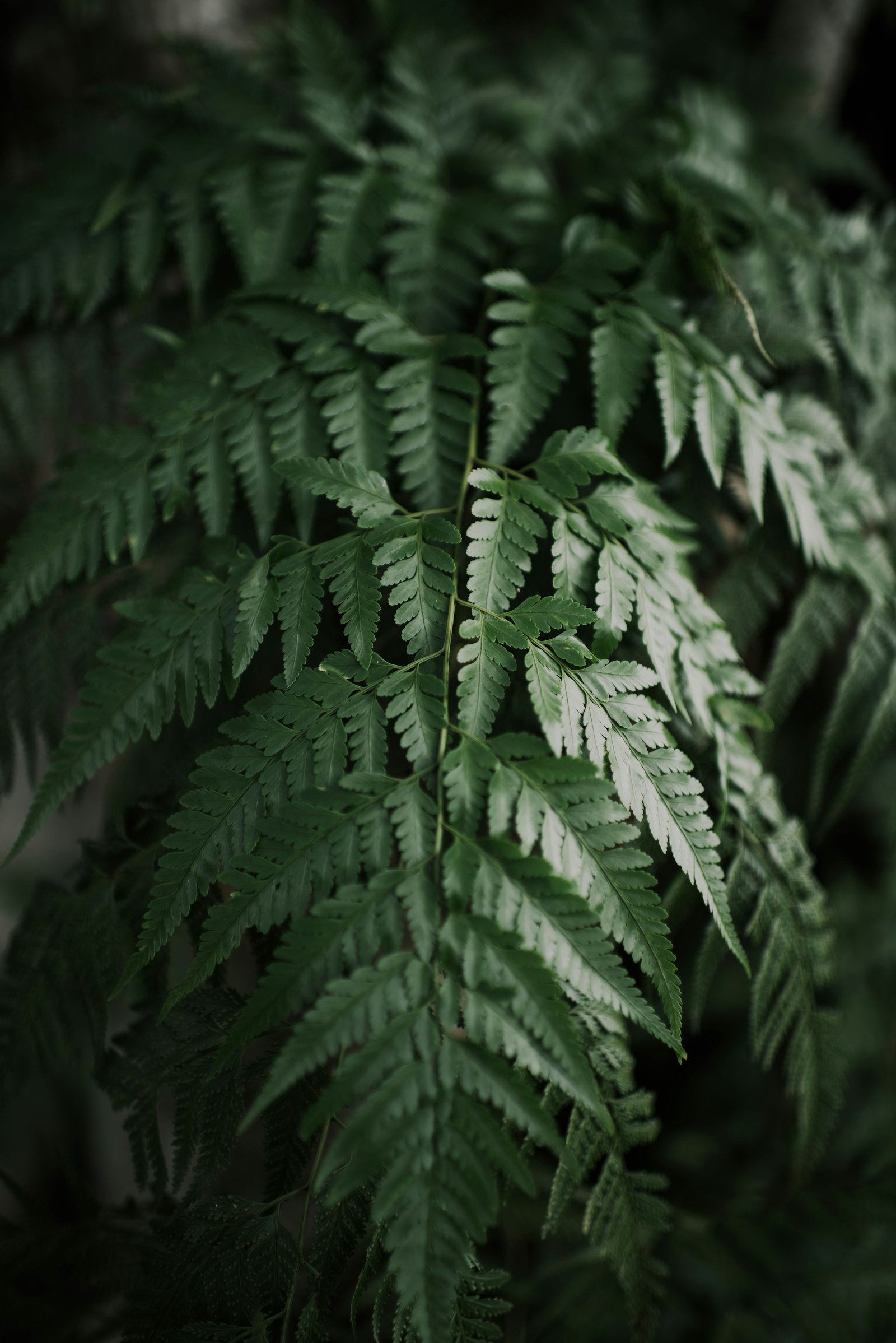 Nikon AF-S Nikkor 35mm F1.4G sample photo. Green fern plant photography