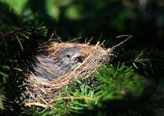 selective focus photography of black bird on birds nest