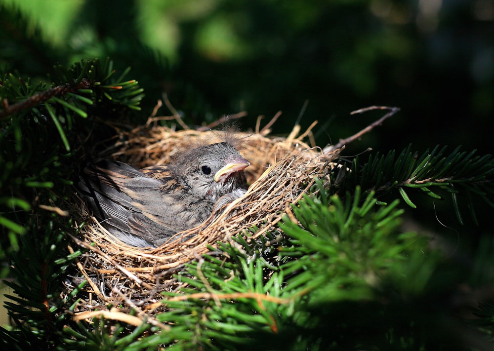 fotografia selettiva di fuoco dell'uccello nero sul nido degli uccelli