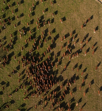 bird's eye view photo of animals