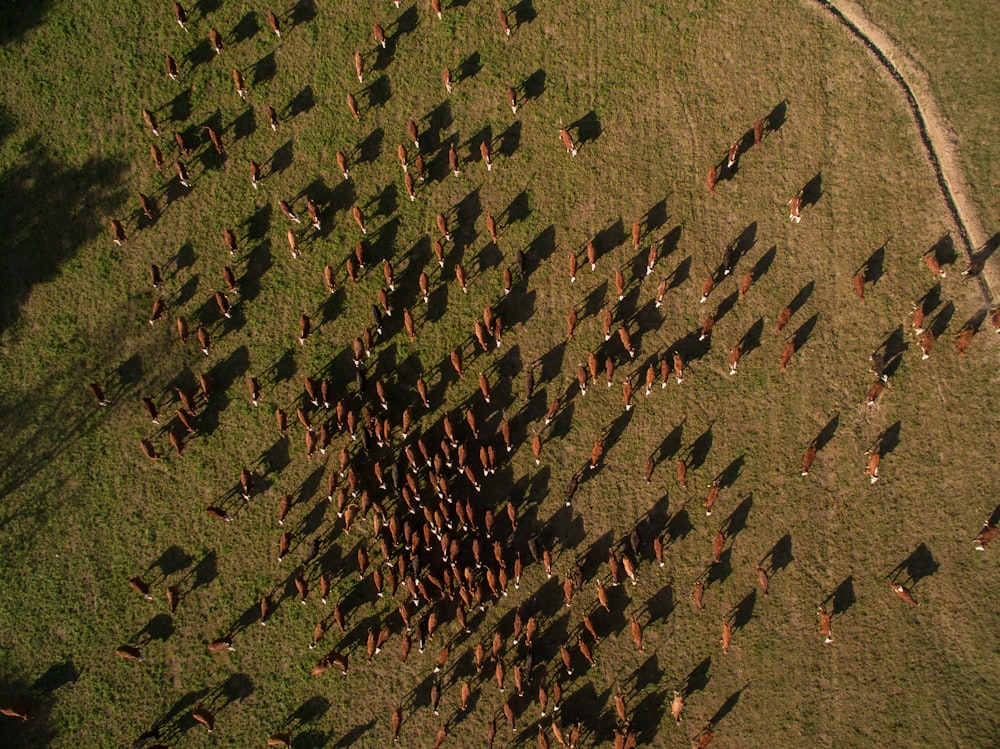 bird's eye view photo of animals