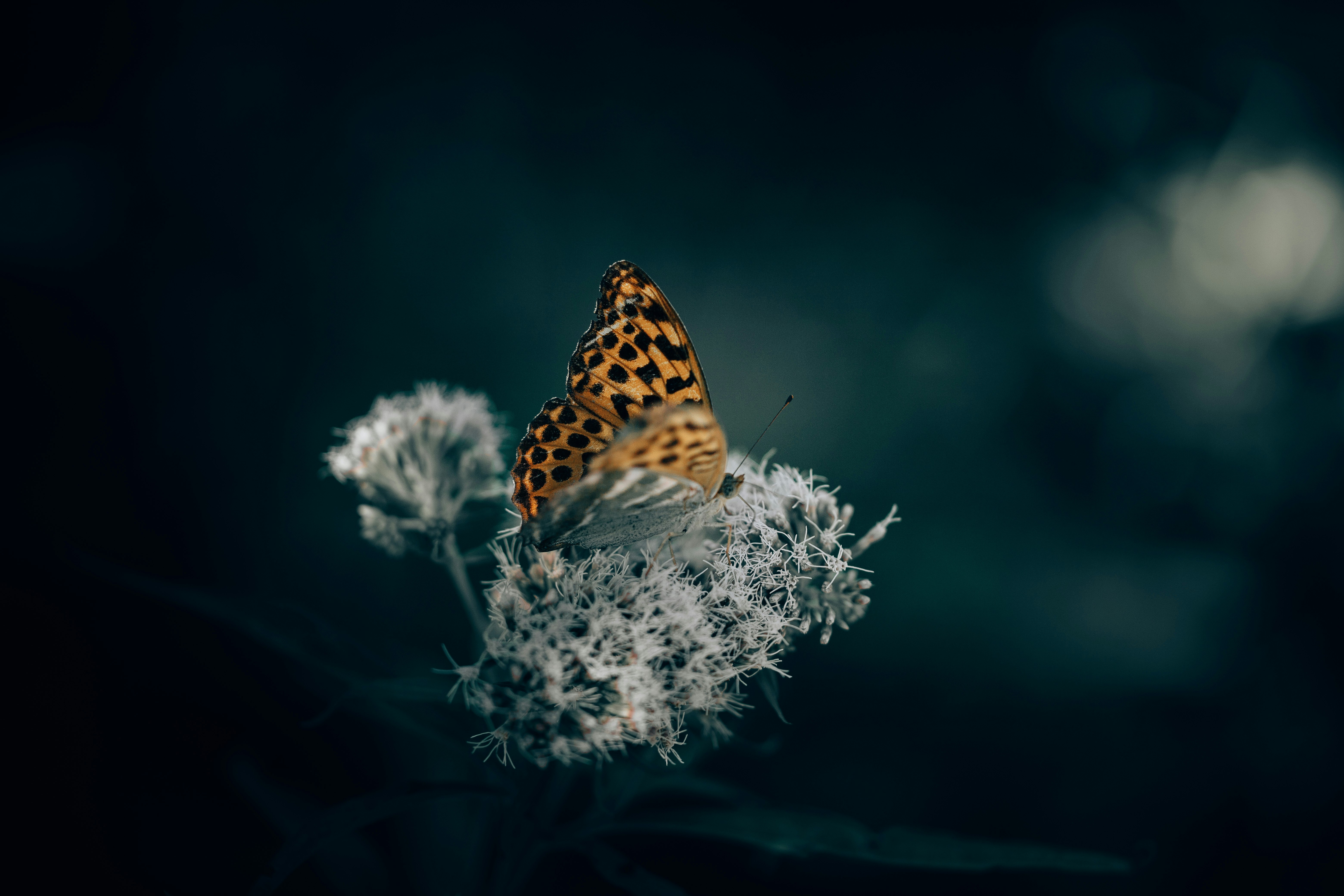 brown and black butterfly perched on white flower in selective focus photography