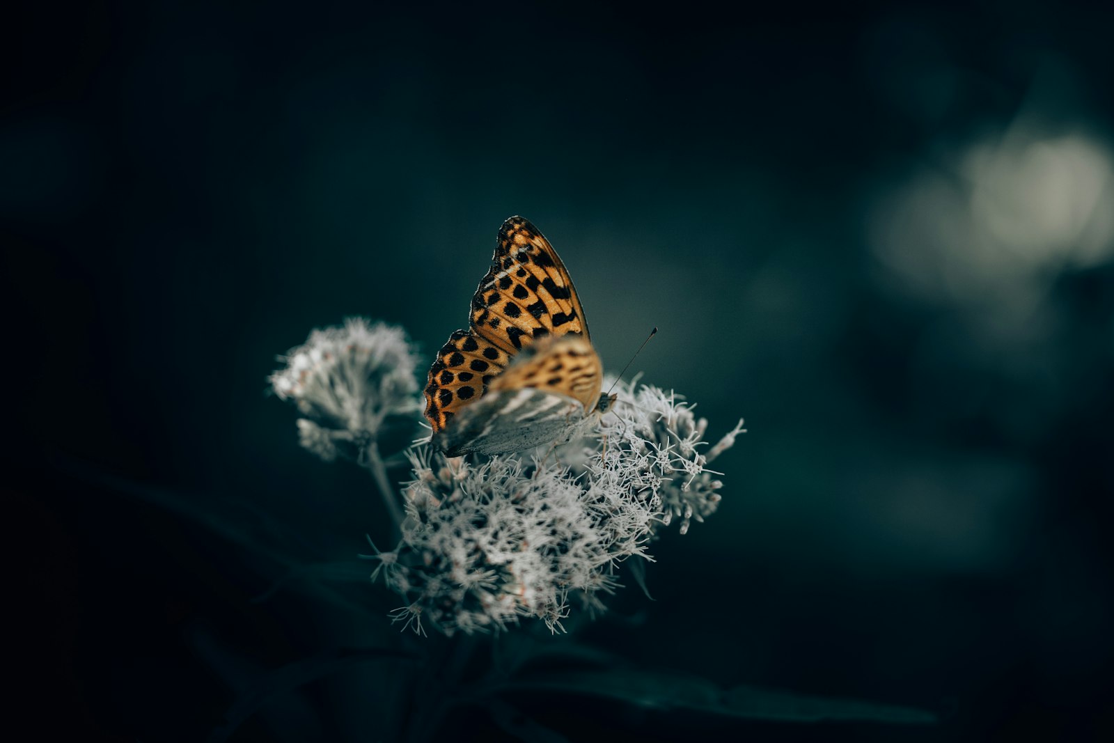 Canon EOS 6D Mark II + Canon EF 100mm F2.8L Macro IS USM sample photo. Brown and black butterfly photography