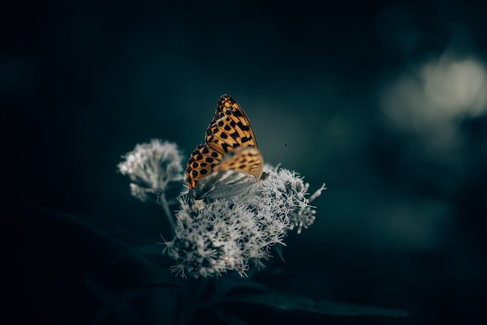 brown and black butterfly perched on white flower in selective focus photography