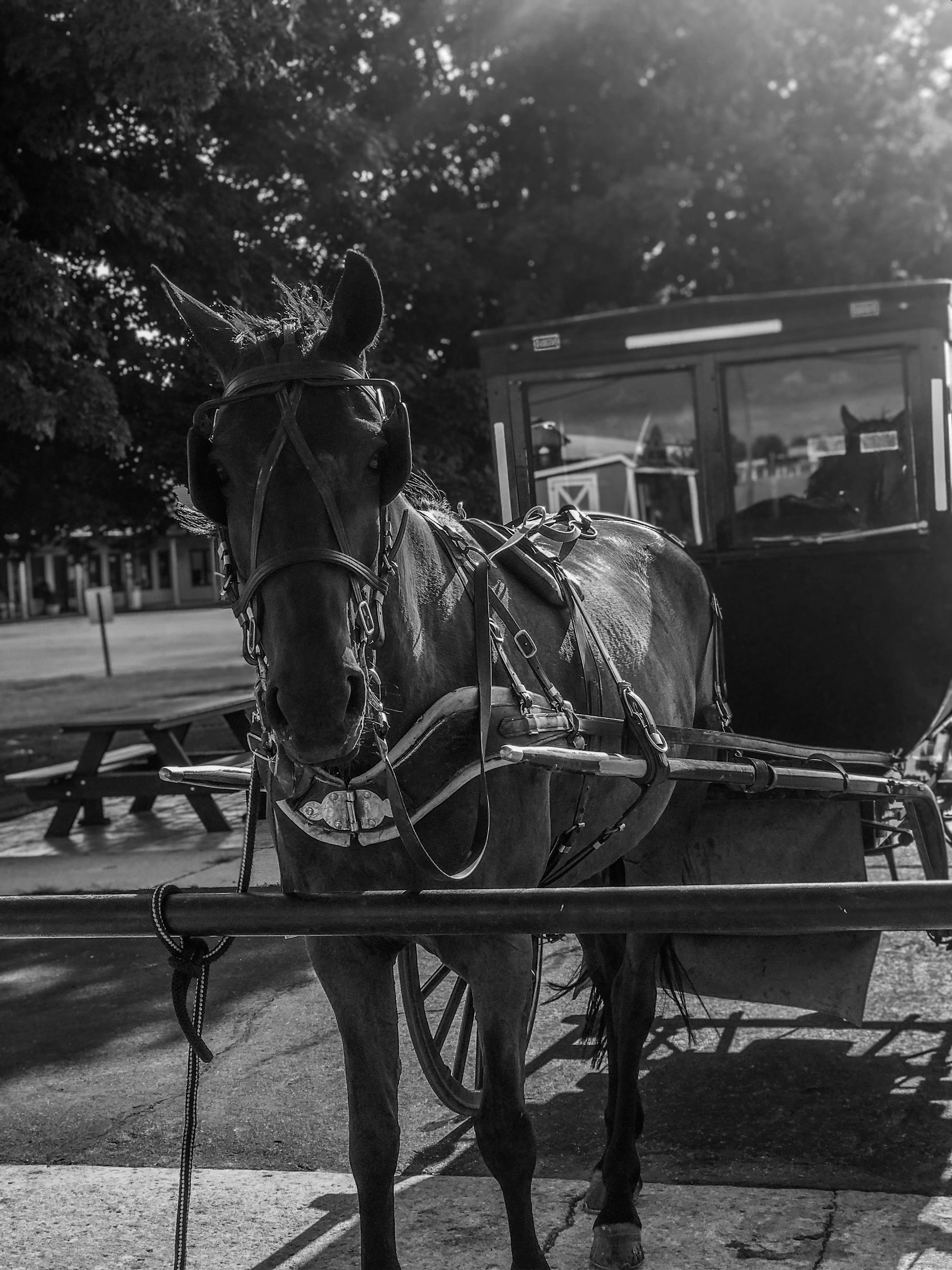 Taking a trip to Amish country. Falling in love with simple living.