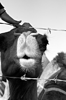 A close-up black and white image of a camel's face positioned behind a barbed wire. A hand is gently resting on the camel's head, conveying a sense of interaction. The image captures the texture of the camel's fur and the details of its mouth and nose.