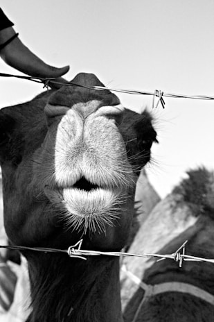 A close-up black and white image of a camel's face positioned behind a barbed wire. A hand is gently resting on the camel's head, conveying a sense of interaction. The image captures the texture of the camel's fur and the details of its mouth and nose.