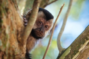 Capuchin Monkey