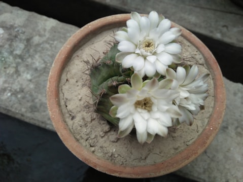 A clay pot containing a cactus with several blooming white flowers, set on a concrete surface.