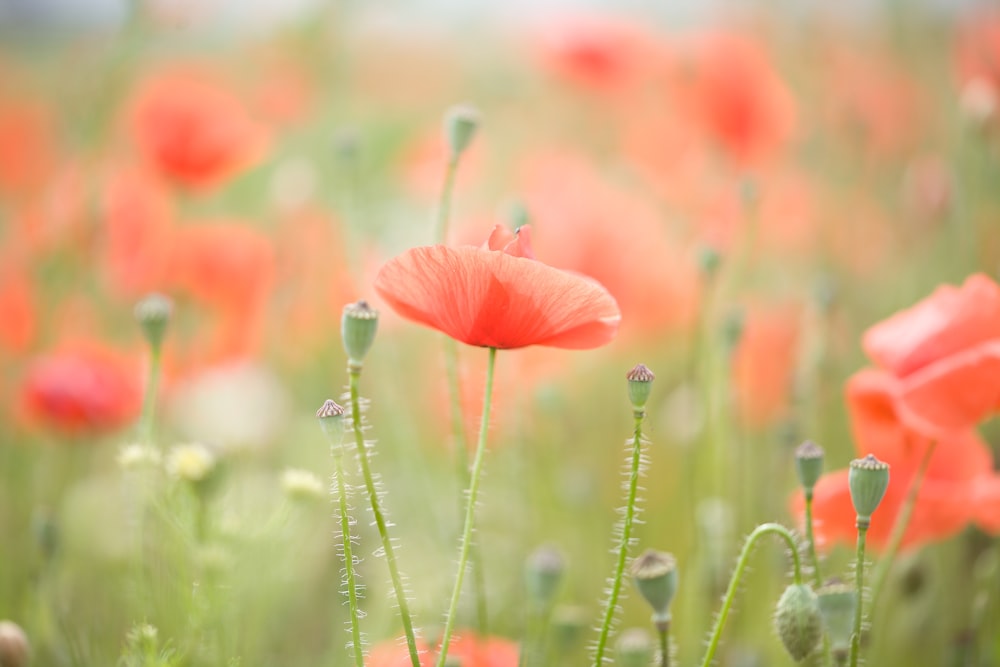 昼間のピンクの花びらのセレクティブフォーカス撮影