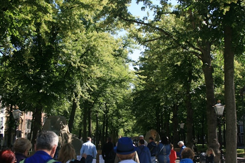 Volunteers planting native trees along a woodland path on a sunny day.