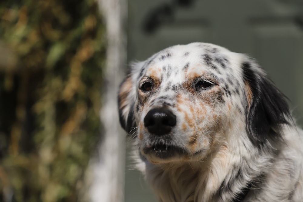 selective focus photography of white, brown, and black dog at daytime