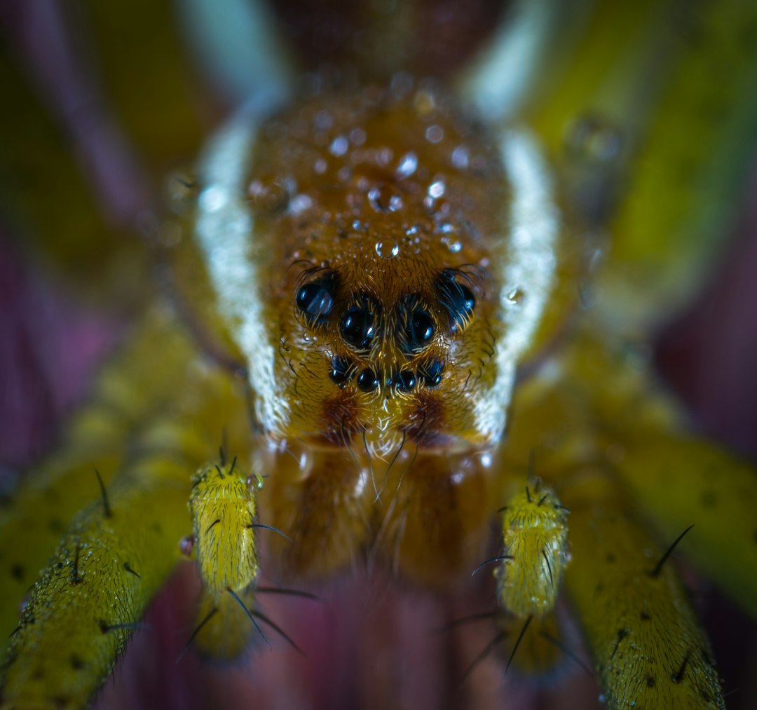 yellow spider