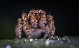 A close-up photograph of a jumping spider with pronounced eyes and fine hair details. The spider is positioned on a green surface, with a dark, blurred background that highlights its intricate features.