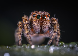 macro shoot photography of brown spider